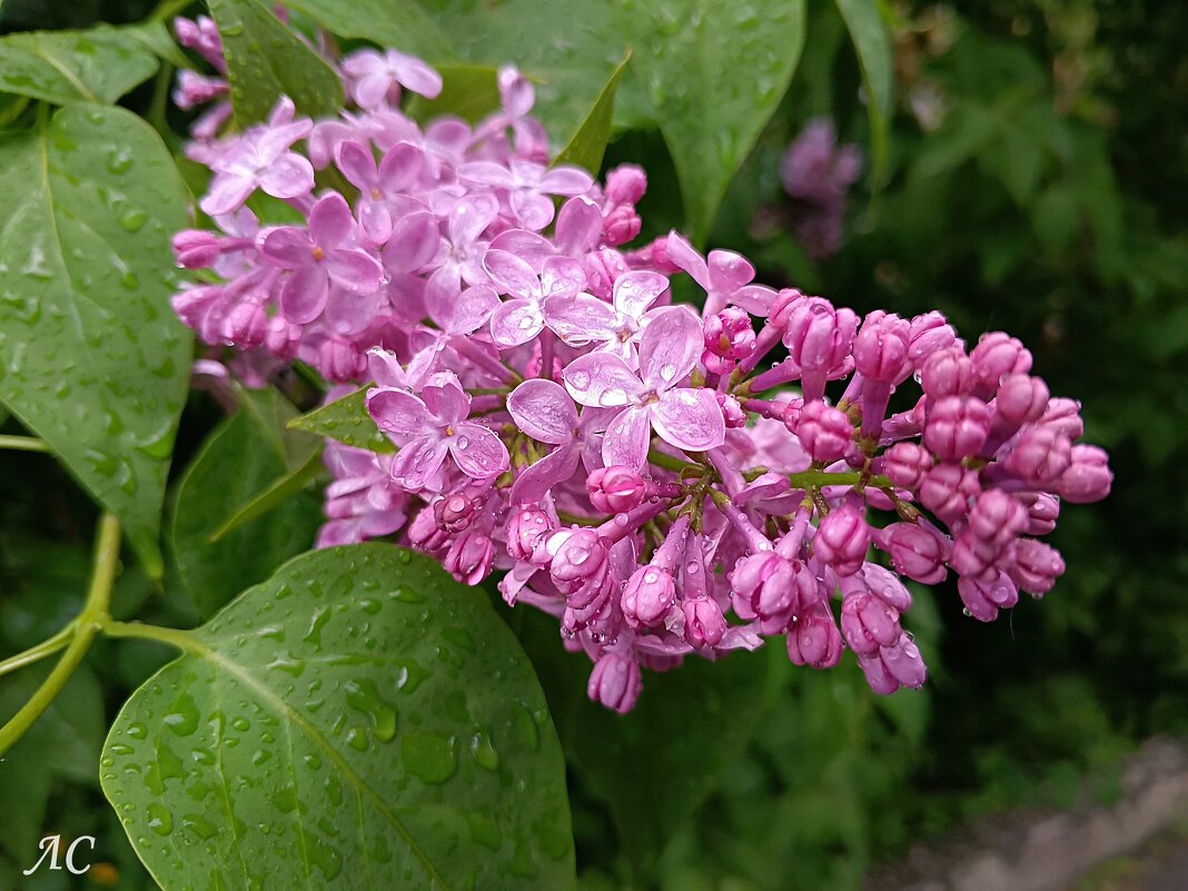 После дождя - Любовь Сахарова