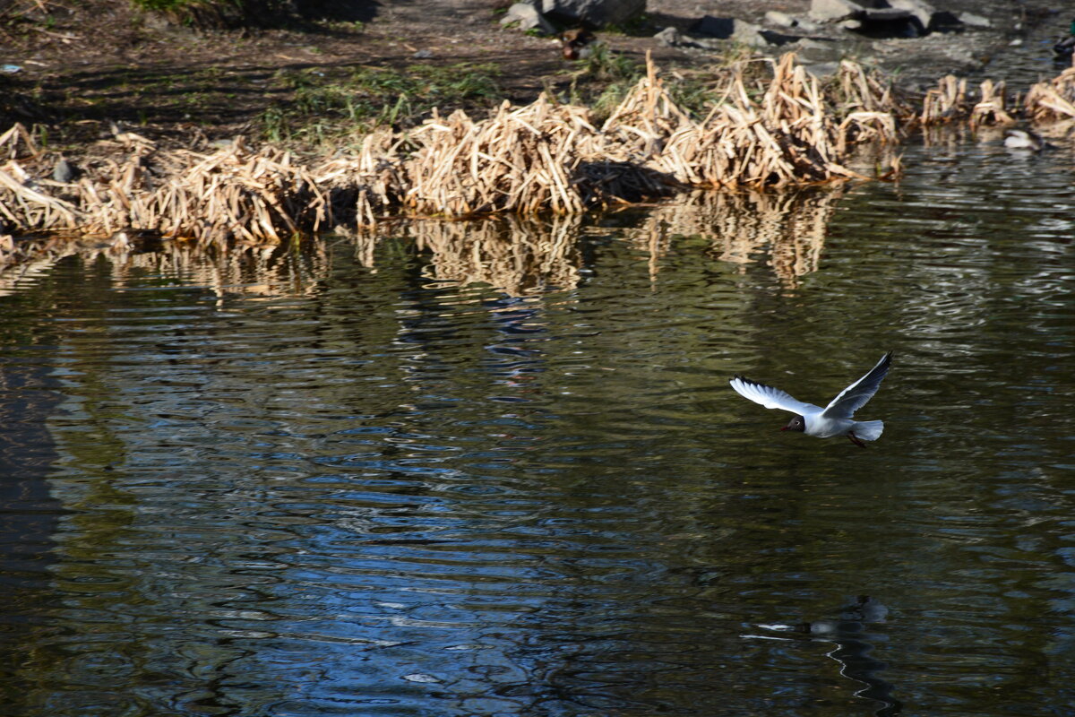 Чайка - Tim Andrews