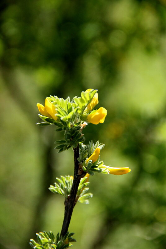 Акация - Tim Andrews