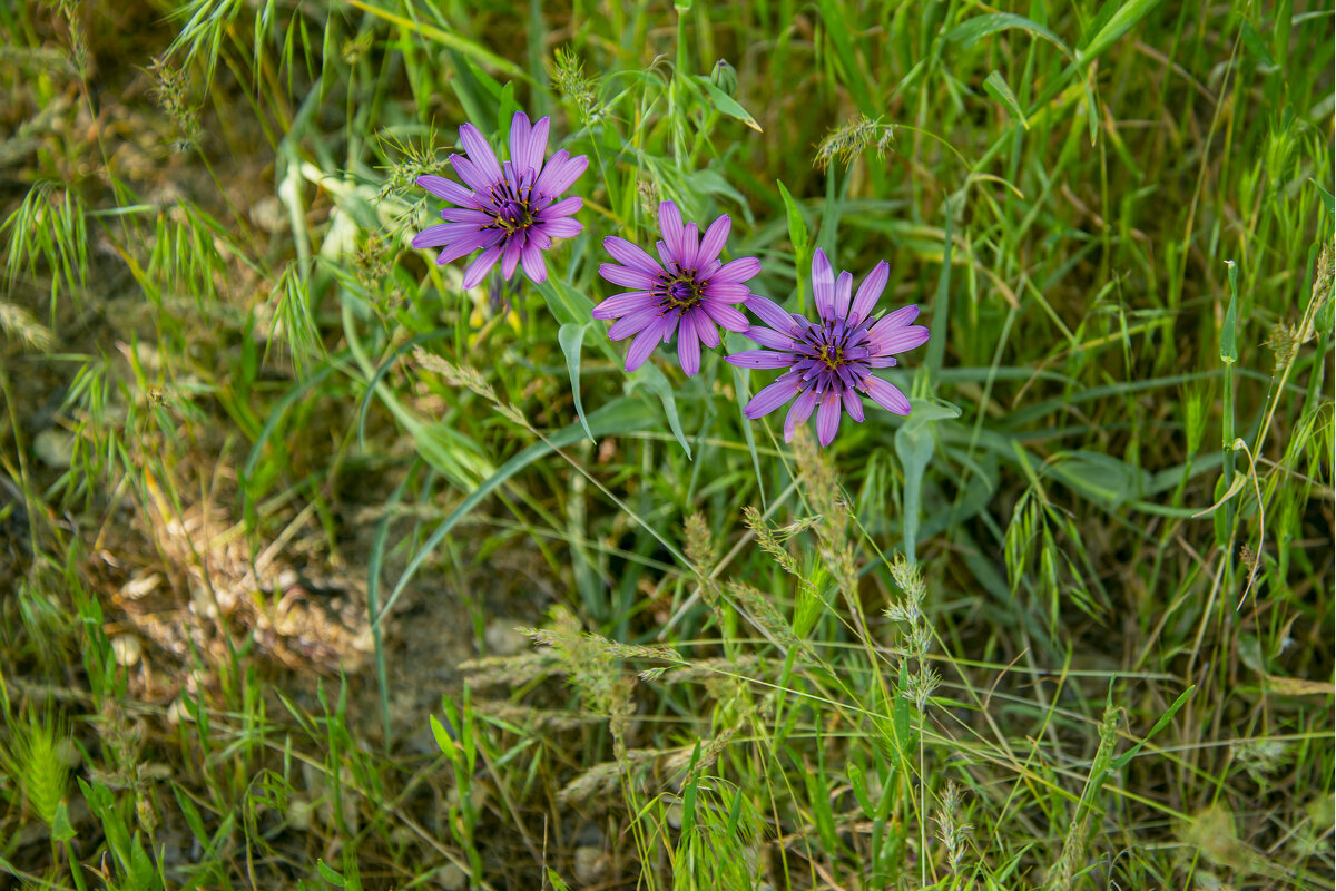 Козлобородник - Анатолий Чикчирный Козлобородник - Анатолий Чикчирный