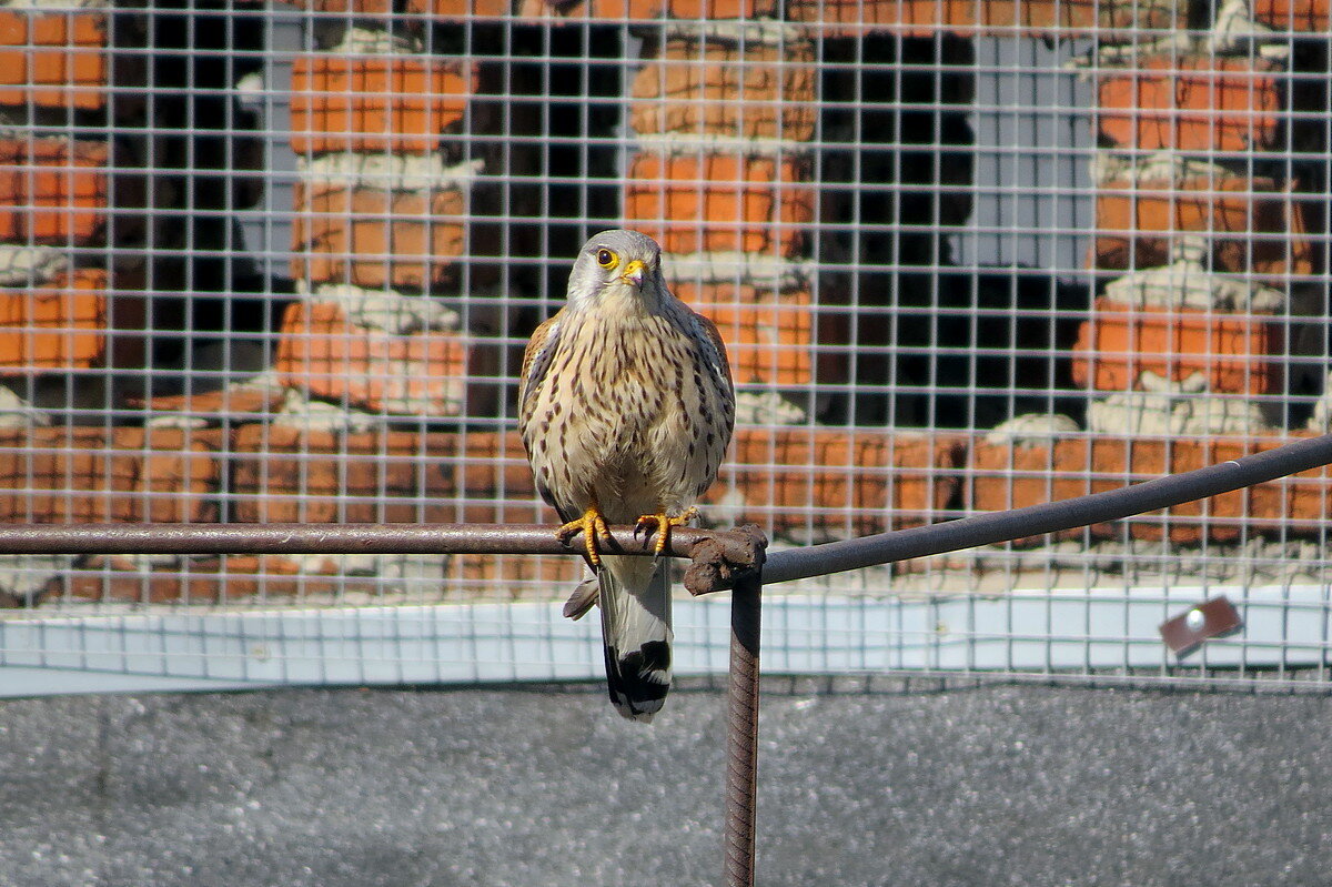 Сосед - Сеня Белгородский