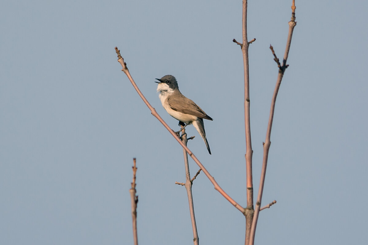 **** - Виталий Емельянов