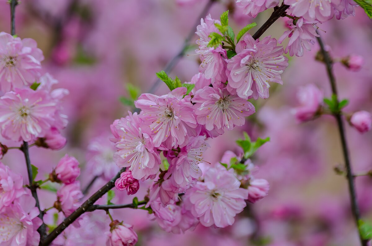 Цветущий май. - Виктор Иванович Чернюк