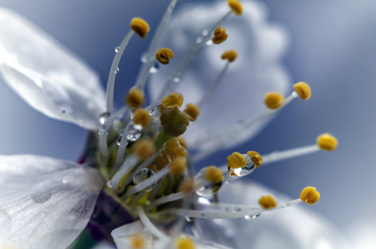 Капельки - Андрей Щетинин Капельки - Андрей Щетинин