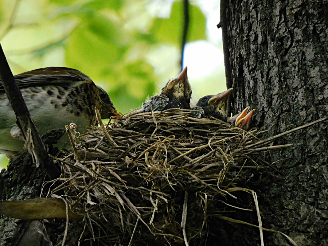 Гнездо дрозда-рябинника - Лина 