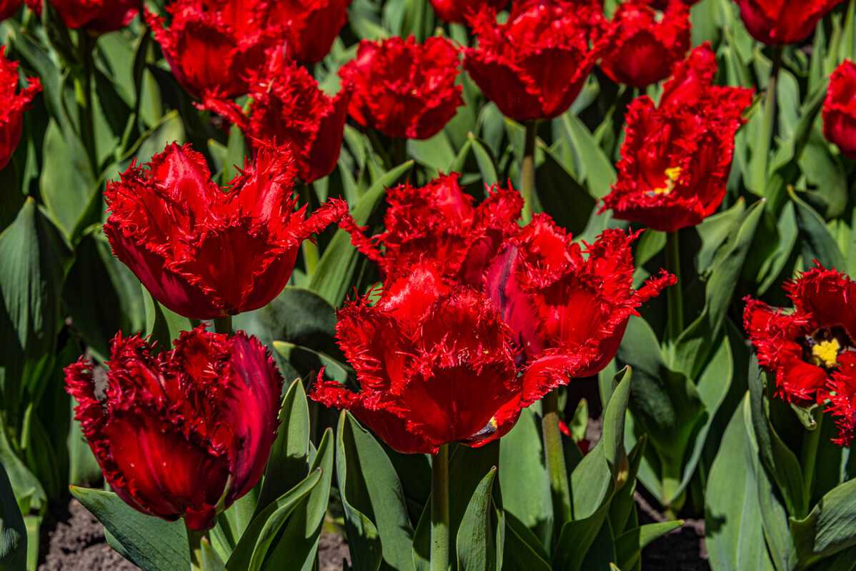 *** - Дмитрий Лупандин *** - Дмитрий Лупандин