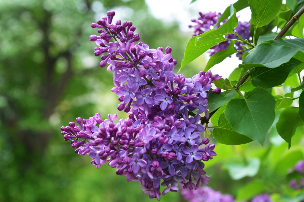 Весенняя Москва. Воробьевы горы. - Наташа ***** Весенняя Москва. Воробьевы горы. - Наташа *****