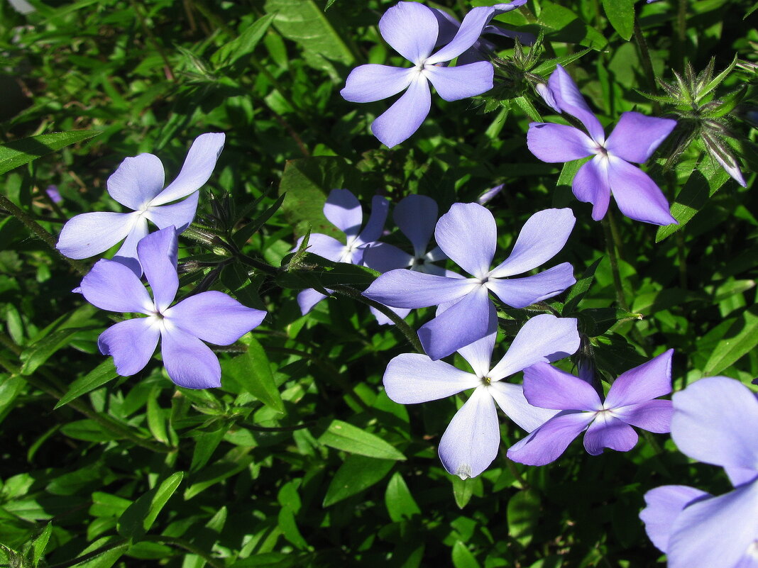 Флокс растопыренный - Людмила Смородинская Флокс растопыренный - Людмила Смородинская