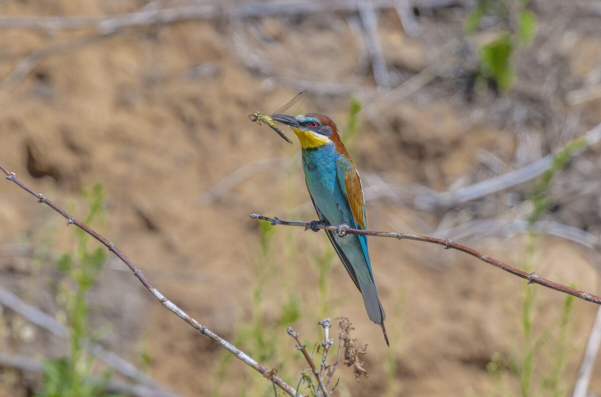золотистые щурки - юрий макаров золотистые щурки - юрий макаров