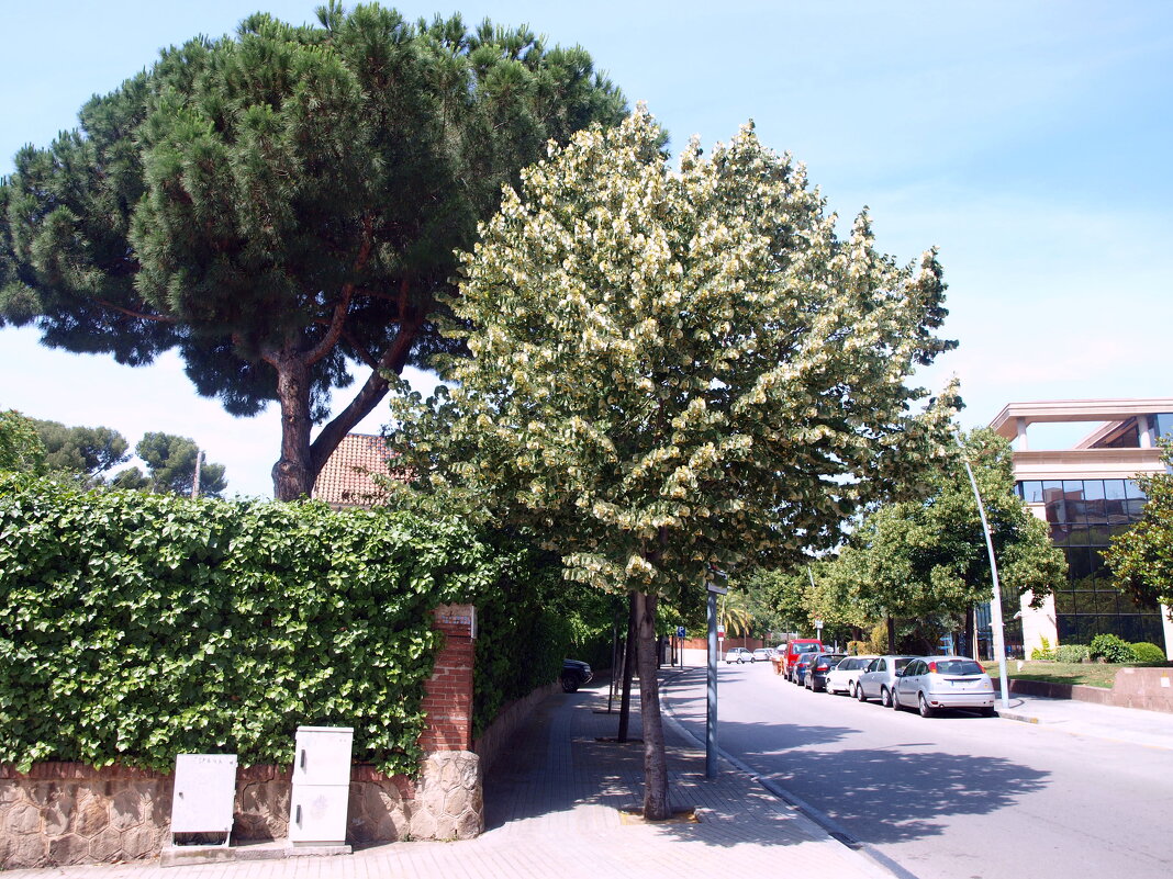 Барселона. - Владимир Драгунский Барселона. - Владимир Драгунский