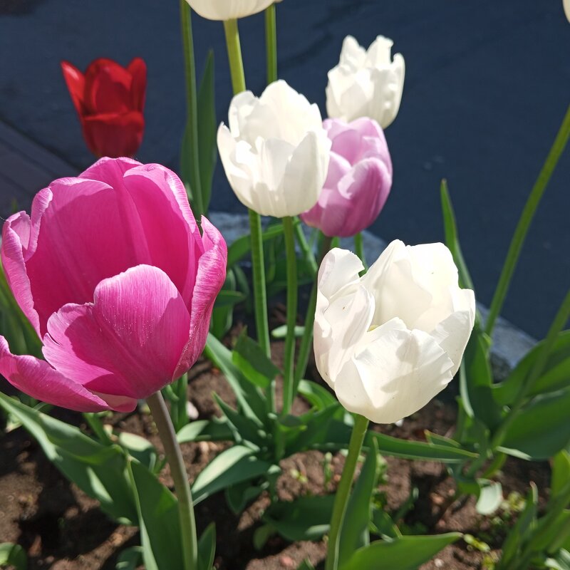 Тюльпаны - Елена Семигина Тюльпаны - Елена Семигина