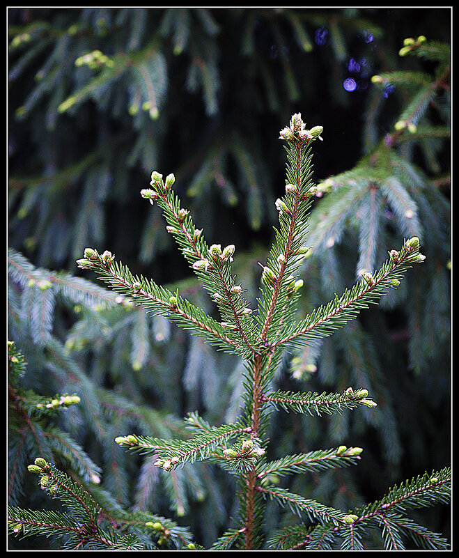 Весеннее - Владимир Кроливец Весеннее - Владимир Кроливец