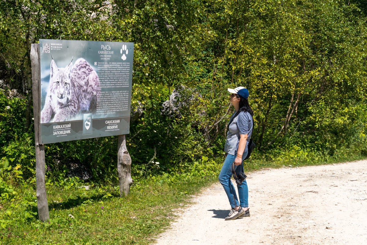Мы не виноваты, если в Лаго-Наках вас съест рысь - Игорь Сикорский Мы не виноваты, если в Лаго-Наках вас съест рысь - Игорь Сикорский