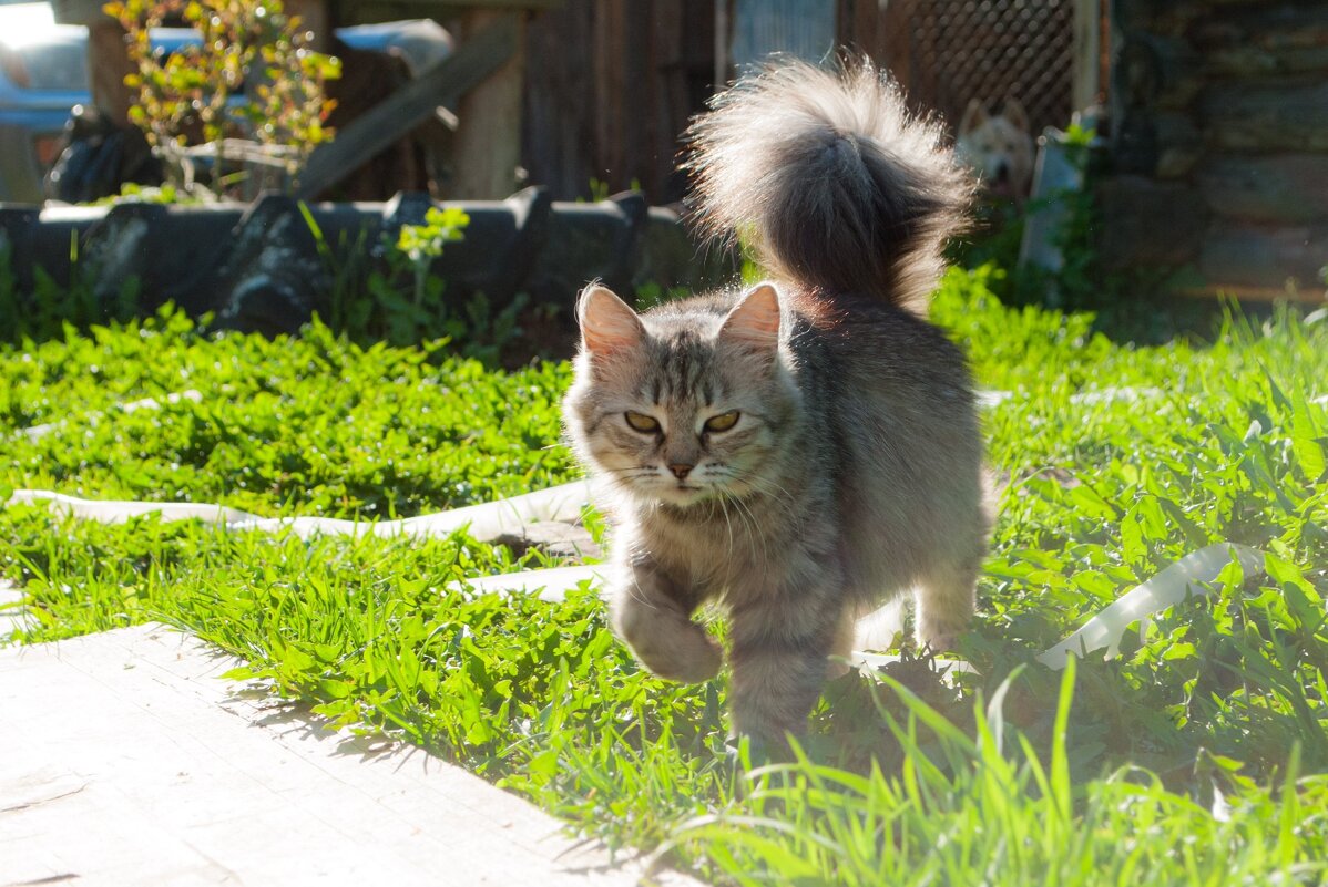 Любить кошку можно только на ее условиях. - Анастасия Логинова