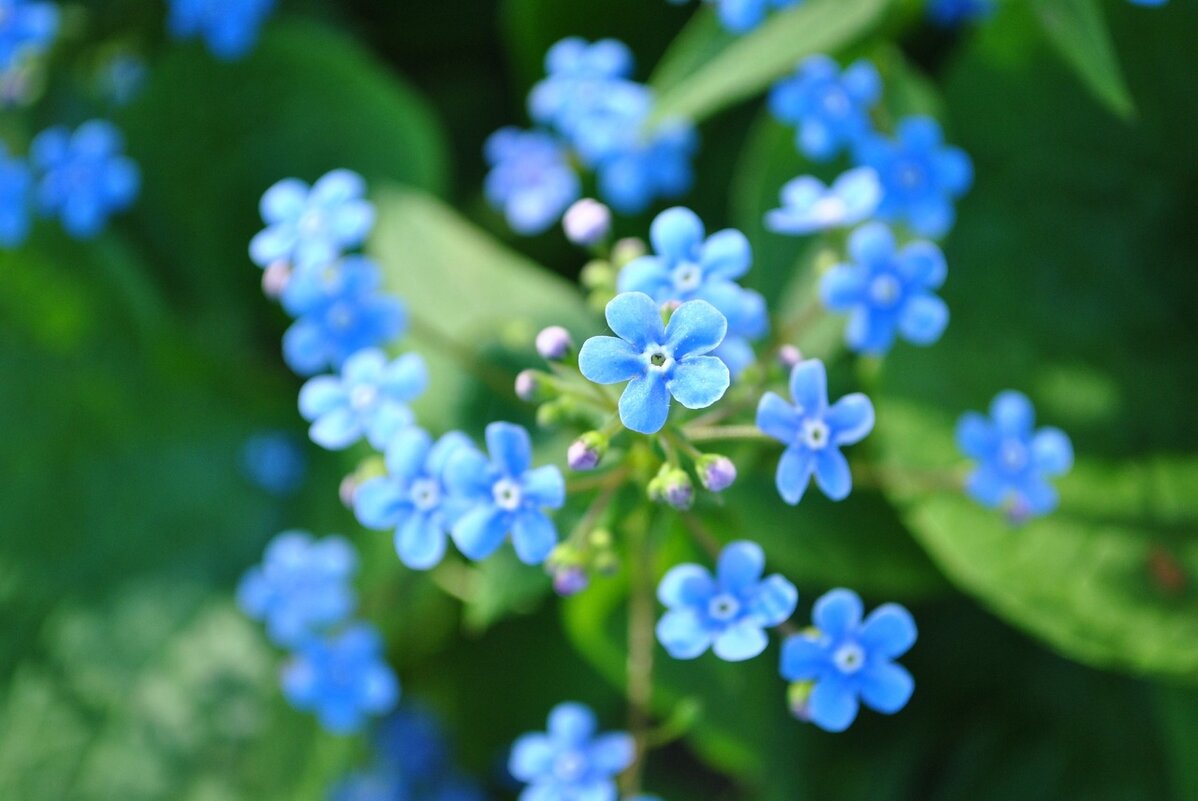 Бруннера сибирская (Brunnera sibirica) - Анастасия Логинова Бруннера сибирская (Brunnera sibirica) - Анастасия Логинова