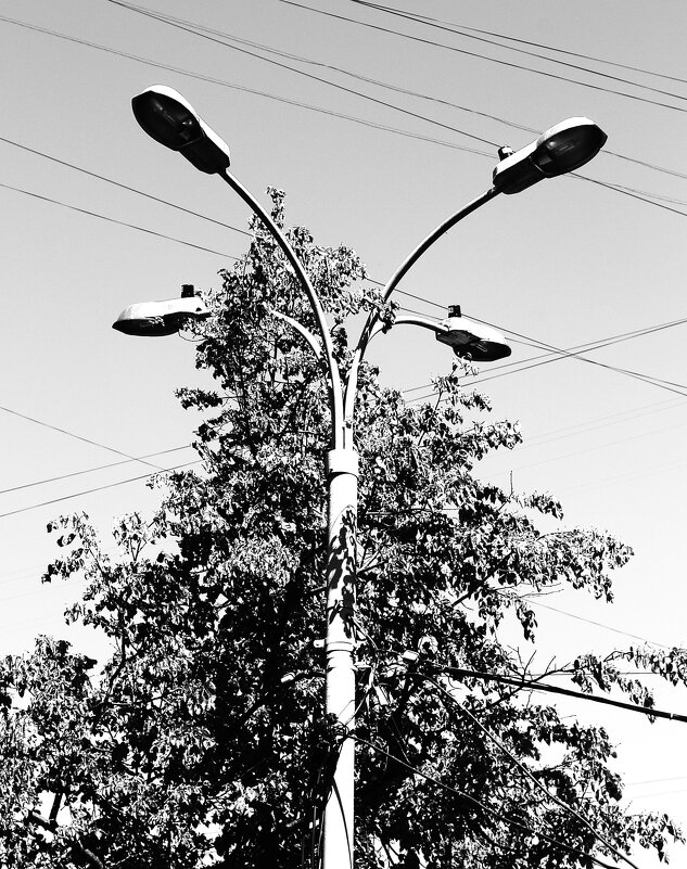 Четырёхлистник. - Василий Палий