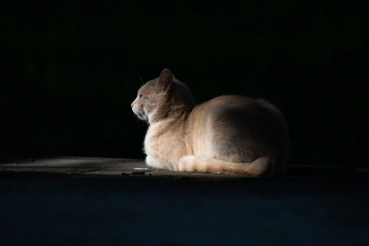 Царь зверей - Дмитрий Коноплев