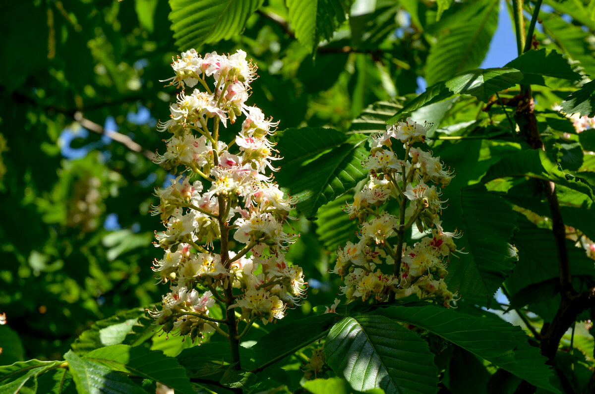 Каштан - Oleg4618 Шутченко Каштан - Oleg4618 Шутченко