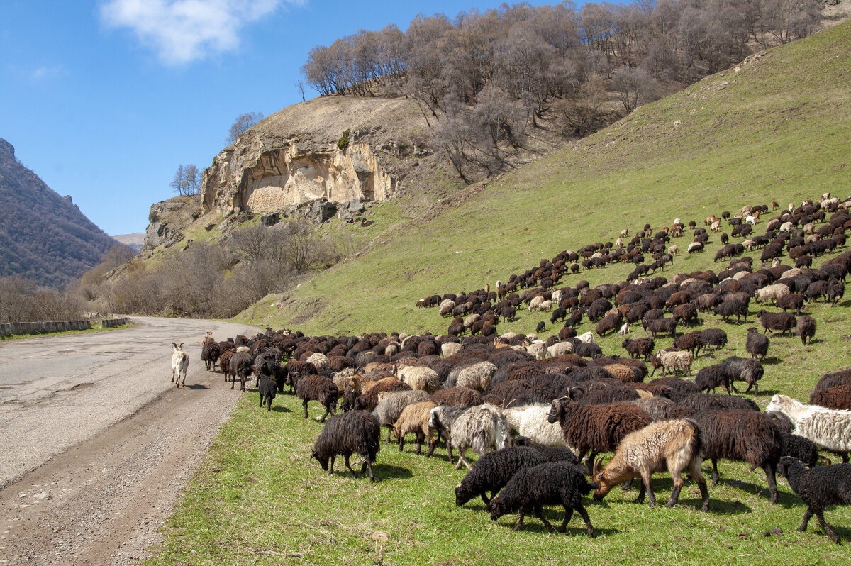 Горный Карачай и карачайские барашки - Gen Горный Карачай и карачайские барашки - Gen