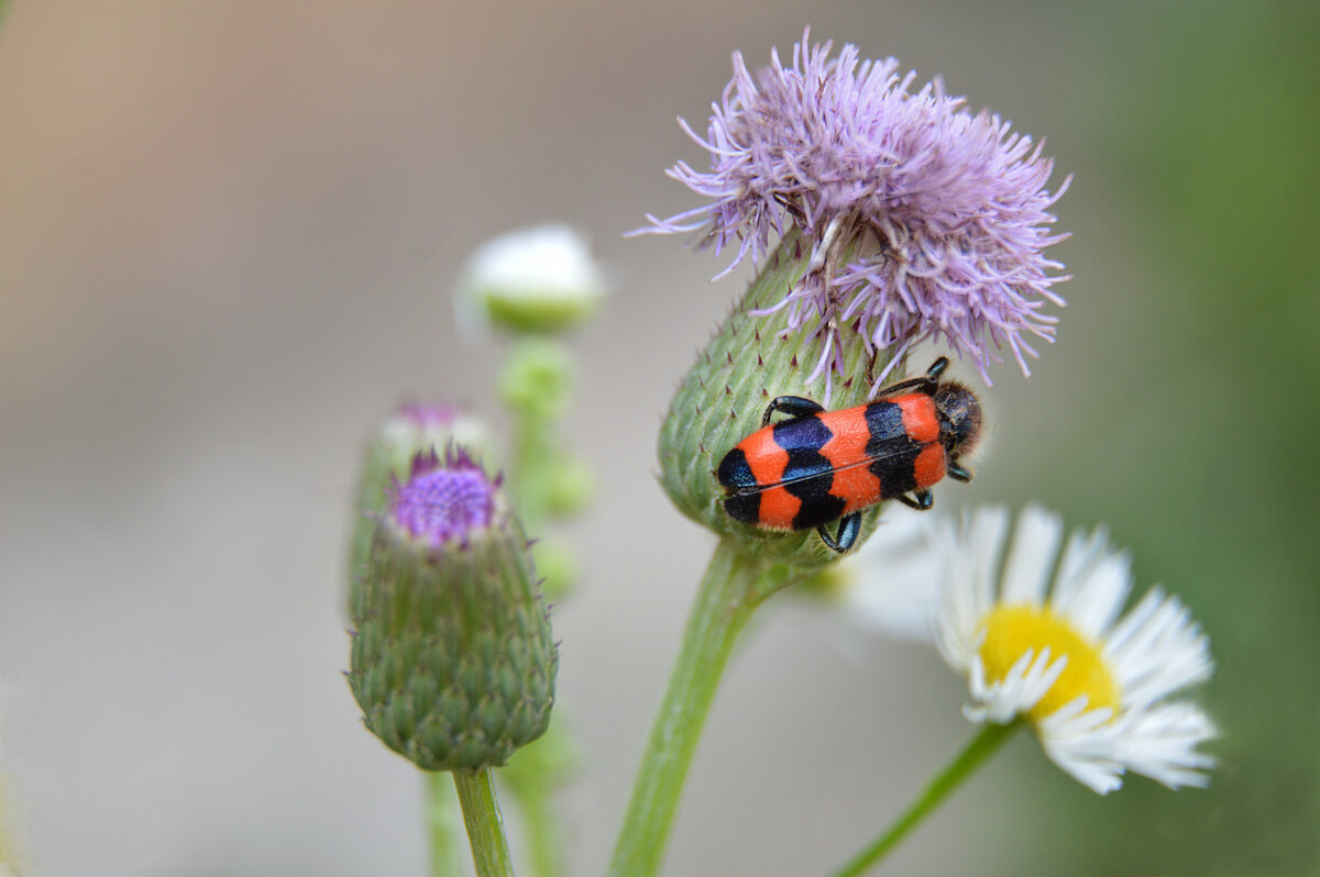 Пестряк пчелиный - Надежда Куркина Пестряк пчелиный - Надежда Куркина