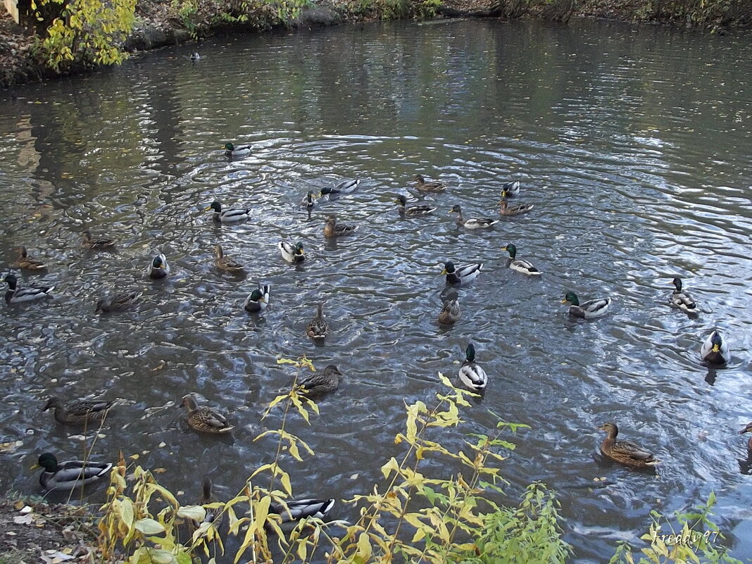 Утиное царство - Freddy 97 Утиное царство - Freddy 97