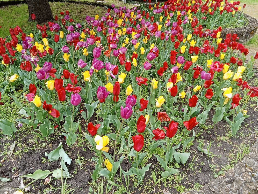 Апрельское цветение - Виктор Апрельское цветение - Виктор