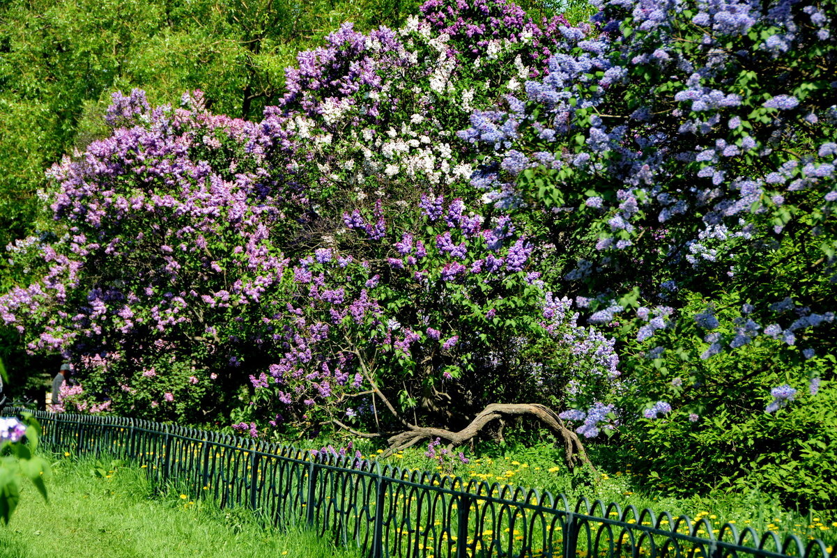 В Сиреневом саду - Анастасия Смирнова В Сиреневом саду - Анастасия Смирнова