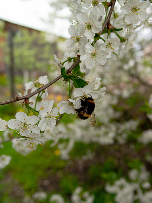 Шмель - Светлана Мишенёва Шмель - Светлана Мишенёва