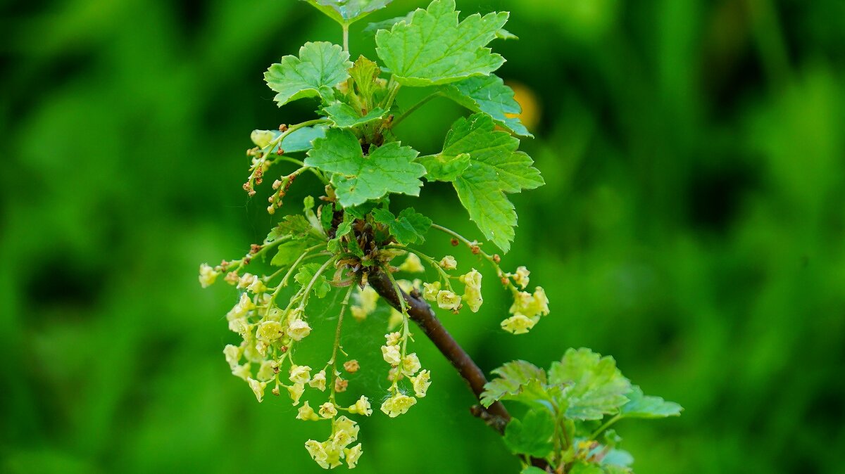 Красная смородинка - Наталья Лакомова Красная смородинка - Наталья Лакомова