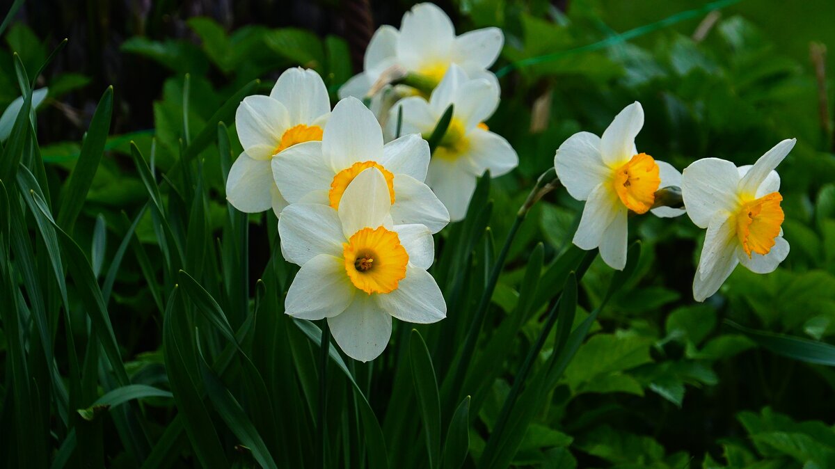Нарциссы - Наталья Лакомова