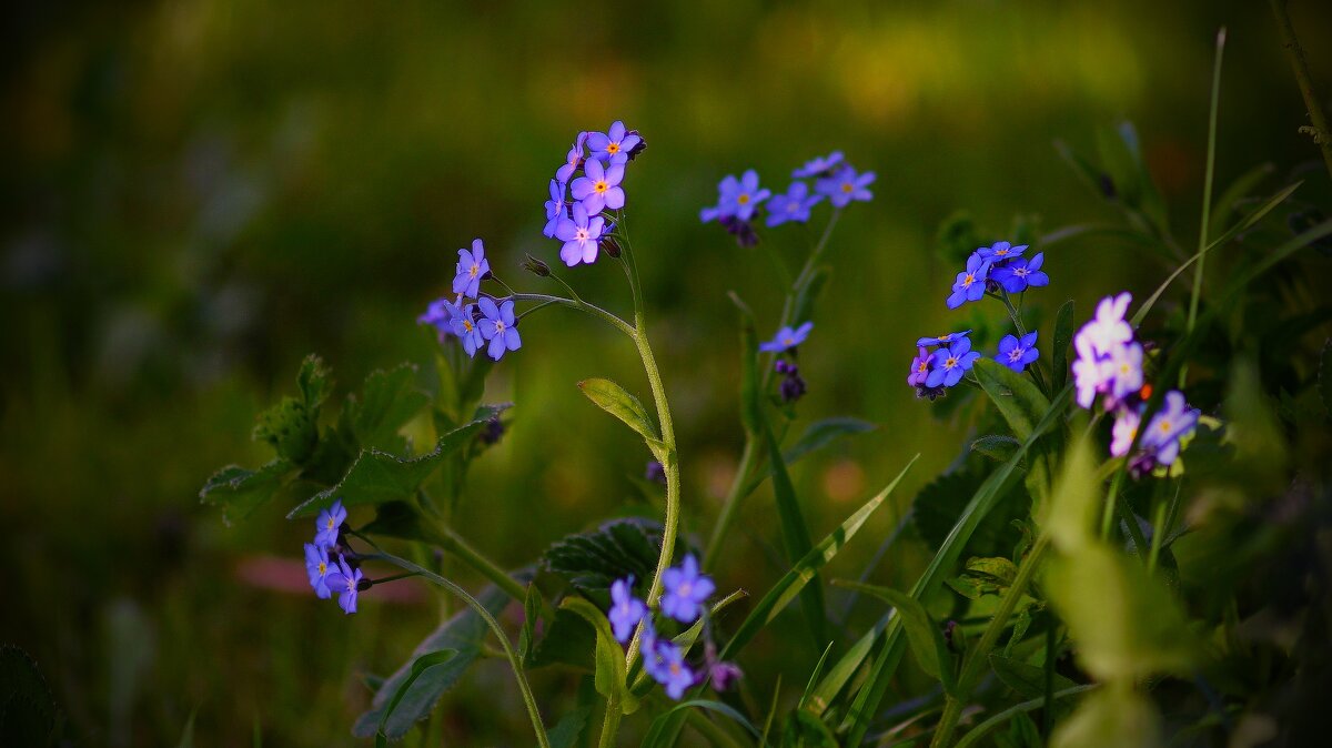 Незабудки - Наталья Лакомова