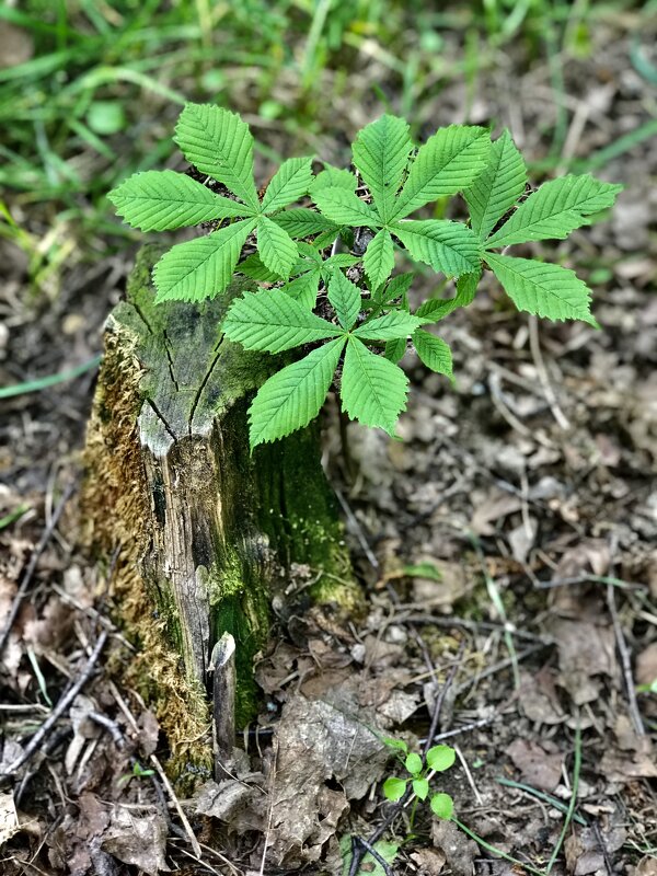 Каштановый детёныш - Любовь Каштановый детёныш - Любовь