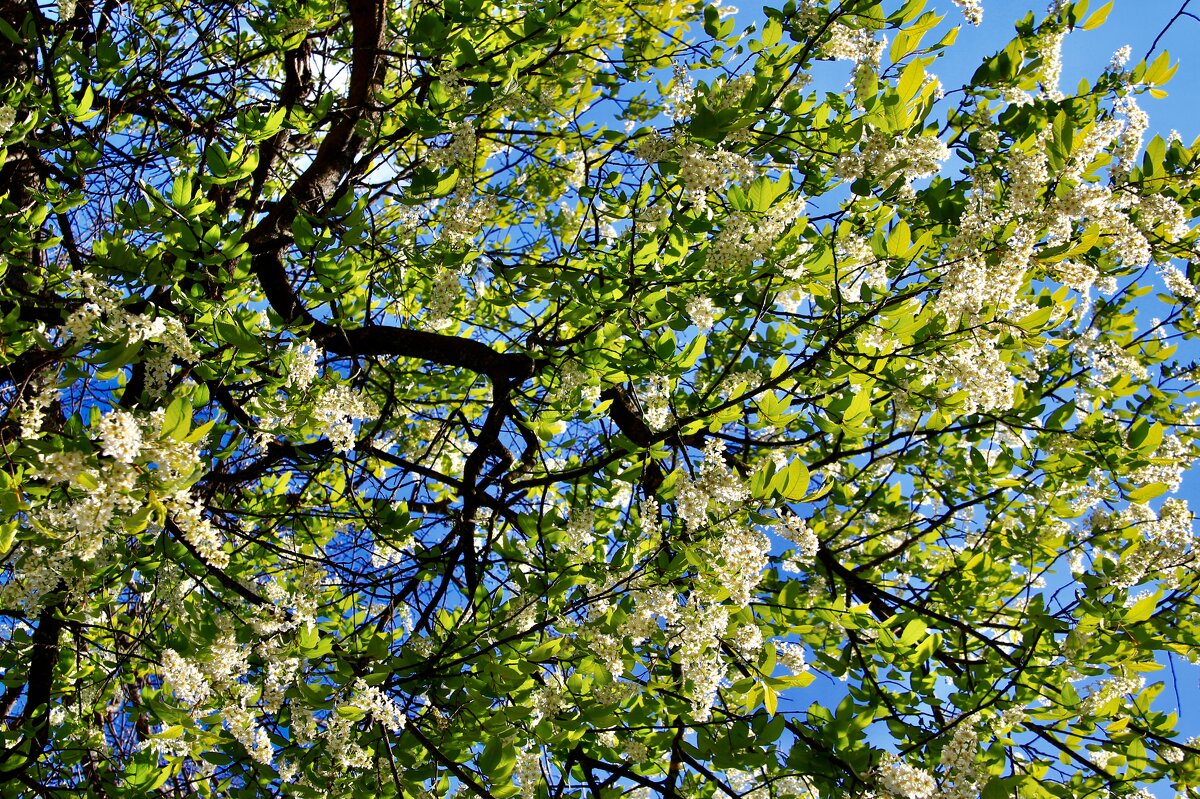 Черемуха в цвету. - Любовь 