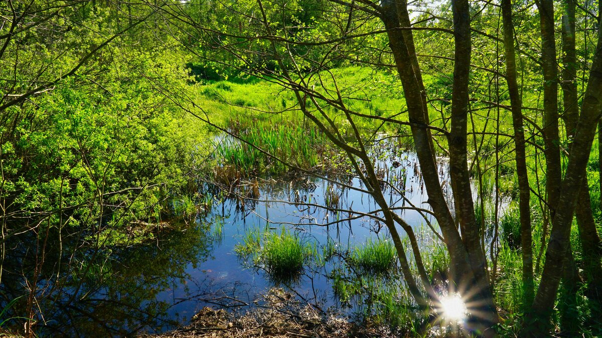 ******* - Наталья Лакомова