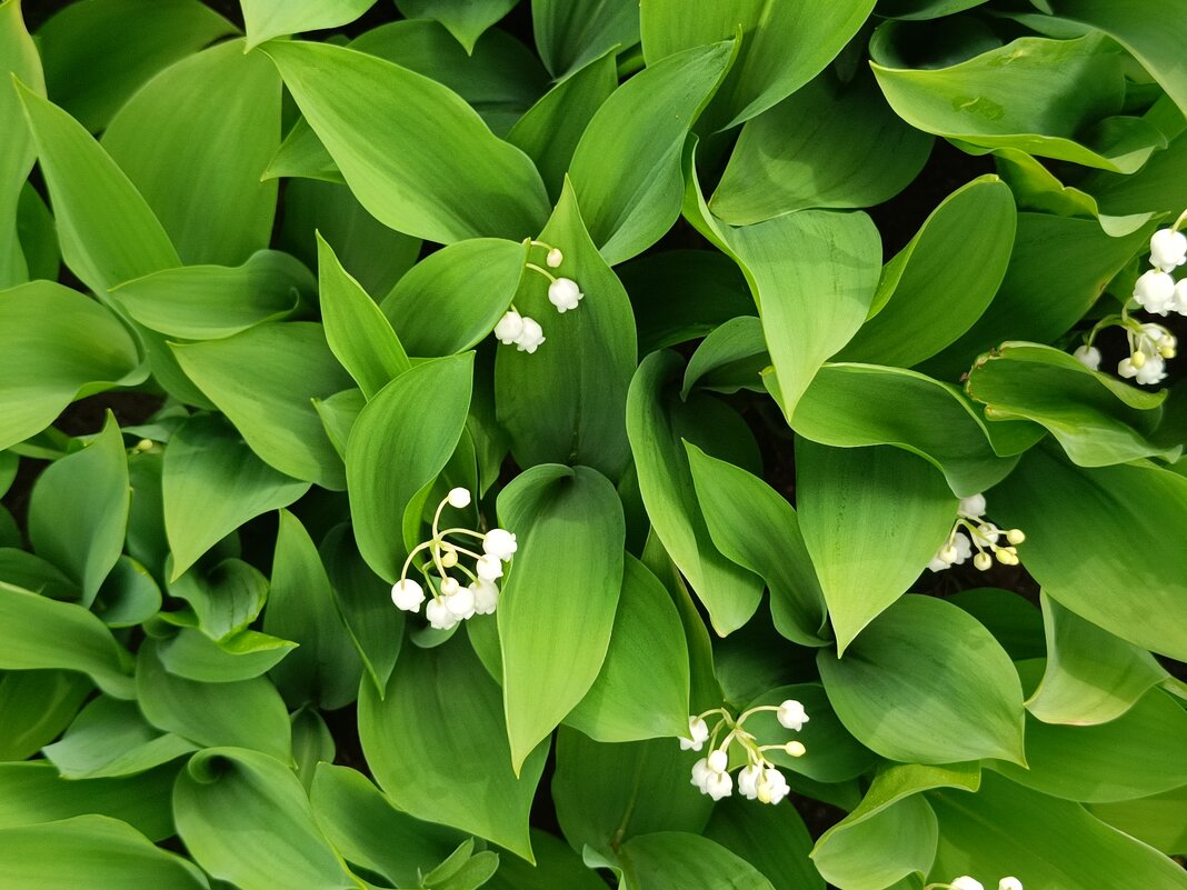 *** - Борис Руднев