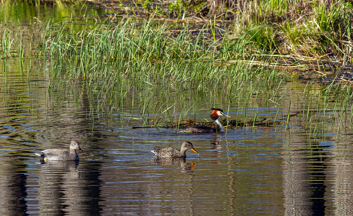 *** - Yuri Chudnovetz