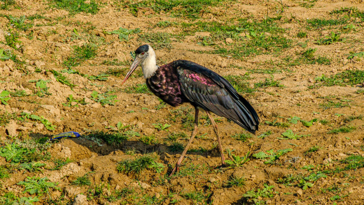Епископальный аист - Георгий А Епископальный аист - Георгий А