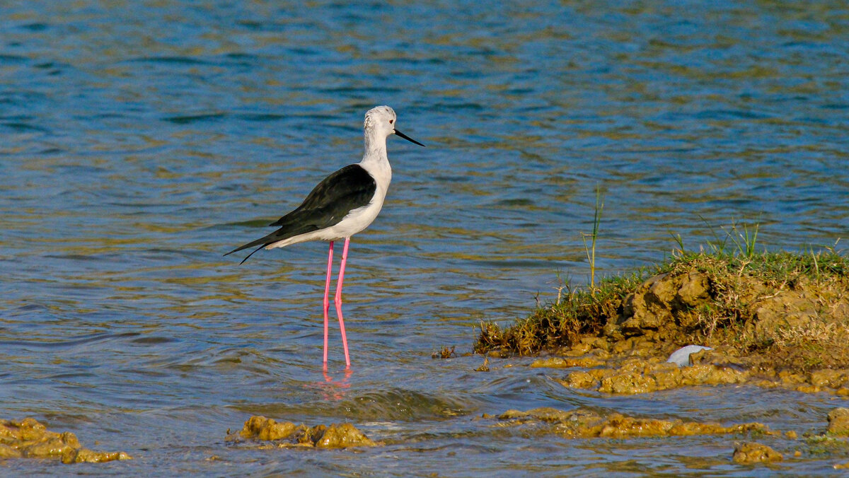 Ходулочник - Георгий А