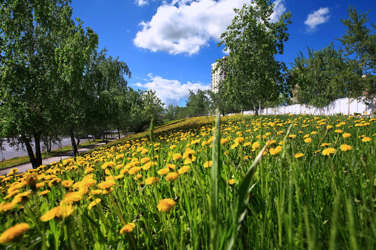Весна - время одуванчиков. - Николай Рубцов Весна - время одуванчиков. - Николай Рубцов