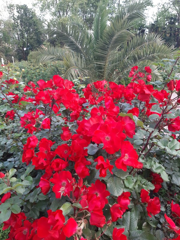 РИВЬЕРА - Tata Wolf РИВЬЕРА - Tata Wolf