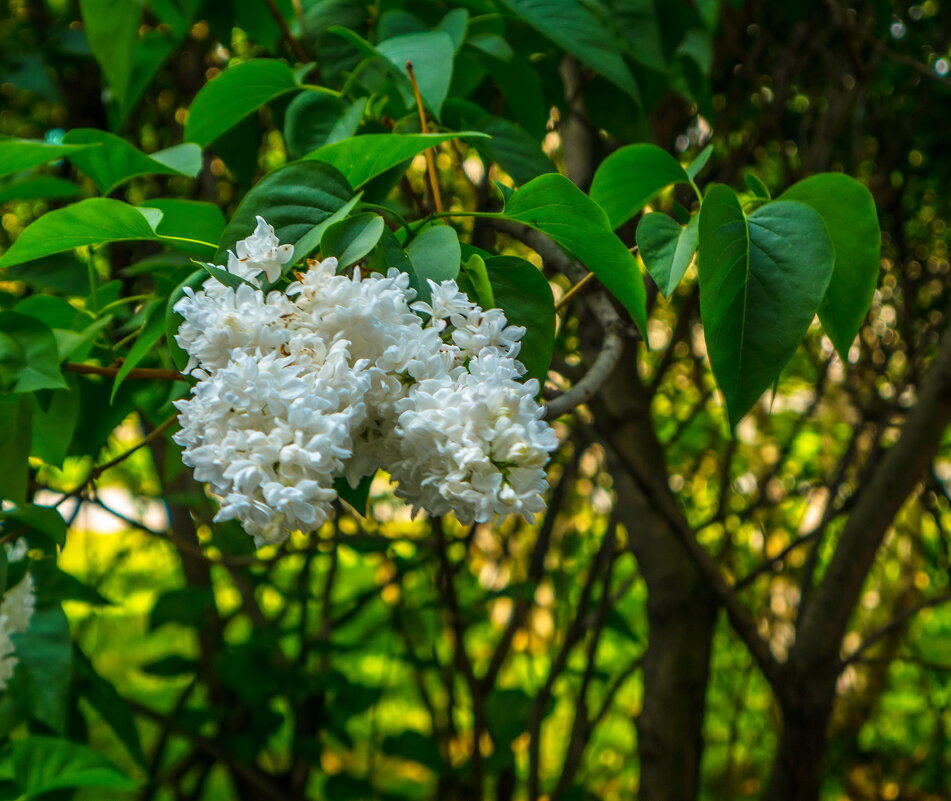Был месяц май - Наталья Rosenwasser