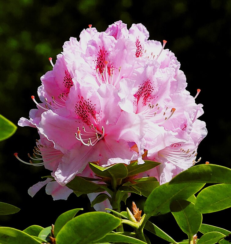 Сады у замка Арсен(серия) - Владимир Манкер Сады у замка Арсен(серия) - Владимир Манкер