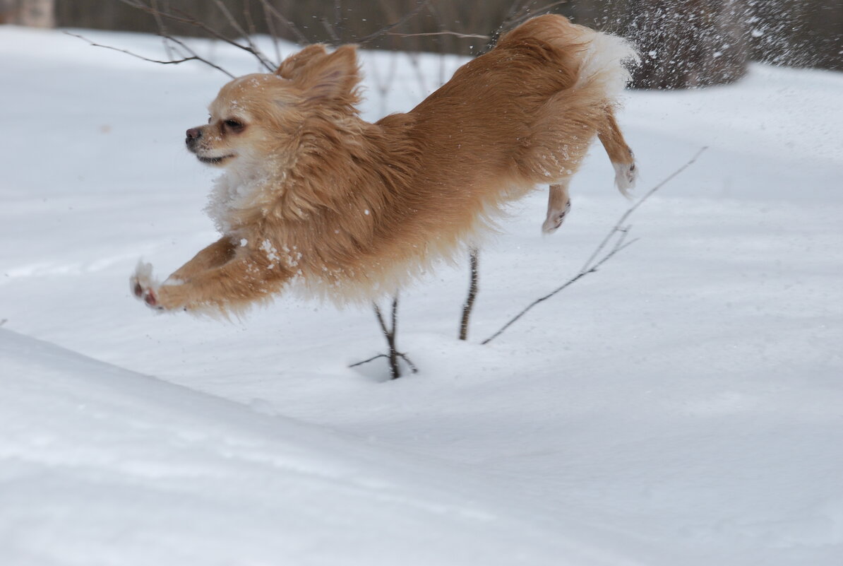 Кто сказал,что собаки не летают?:)) - Рудаков Сергей Кто сказал,что собаки не летают?:)) - Рудаков Сергей