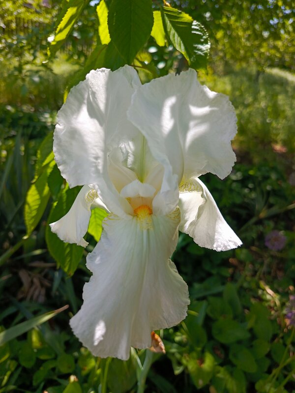 Белый сортовой - Татьяна Пальчикова