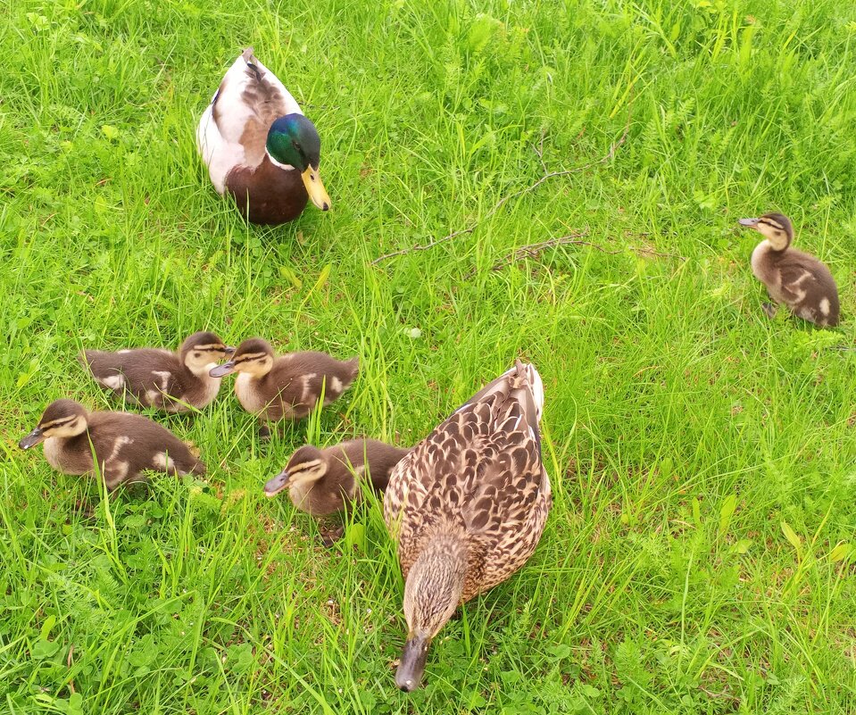 Утята - Сапсан 