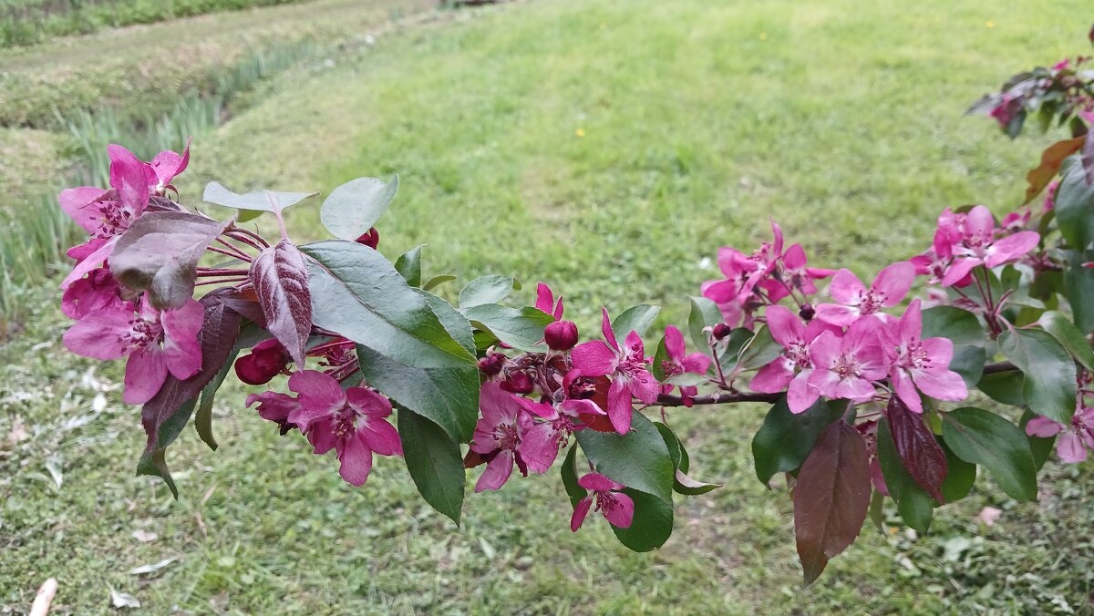 Май - Маера Урусова Май - Маера Урусова