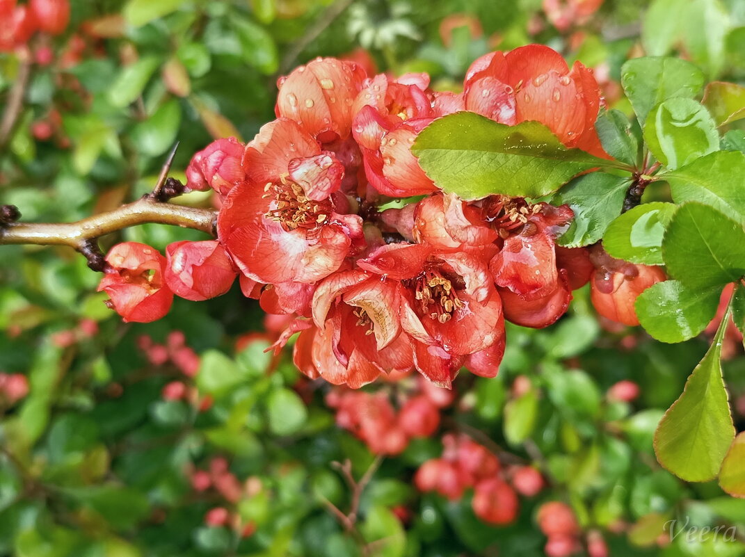 Айва японская - Veera V