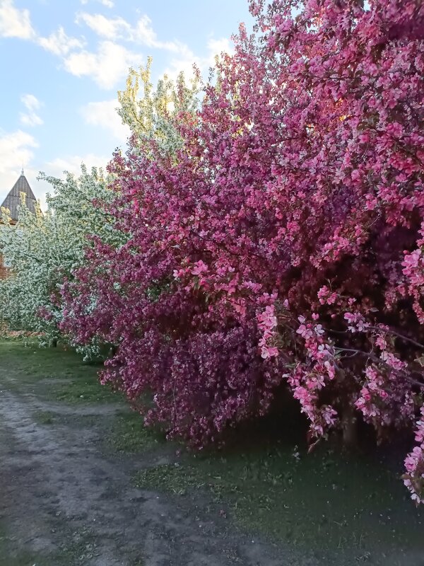 один раз в год сады цветут.... - Галина R... один раз в год сады цветут.... - Галина R...