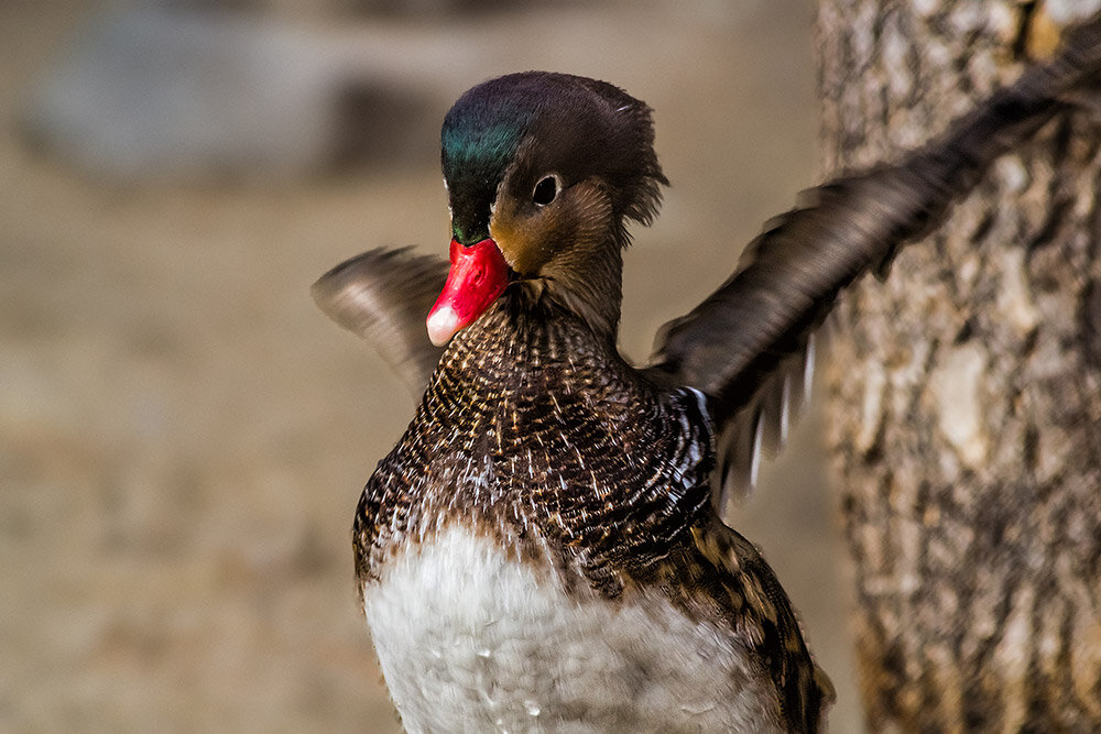 Каролинка - SanSan 