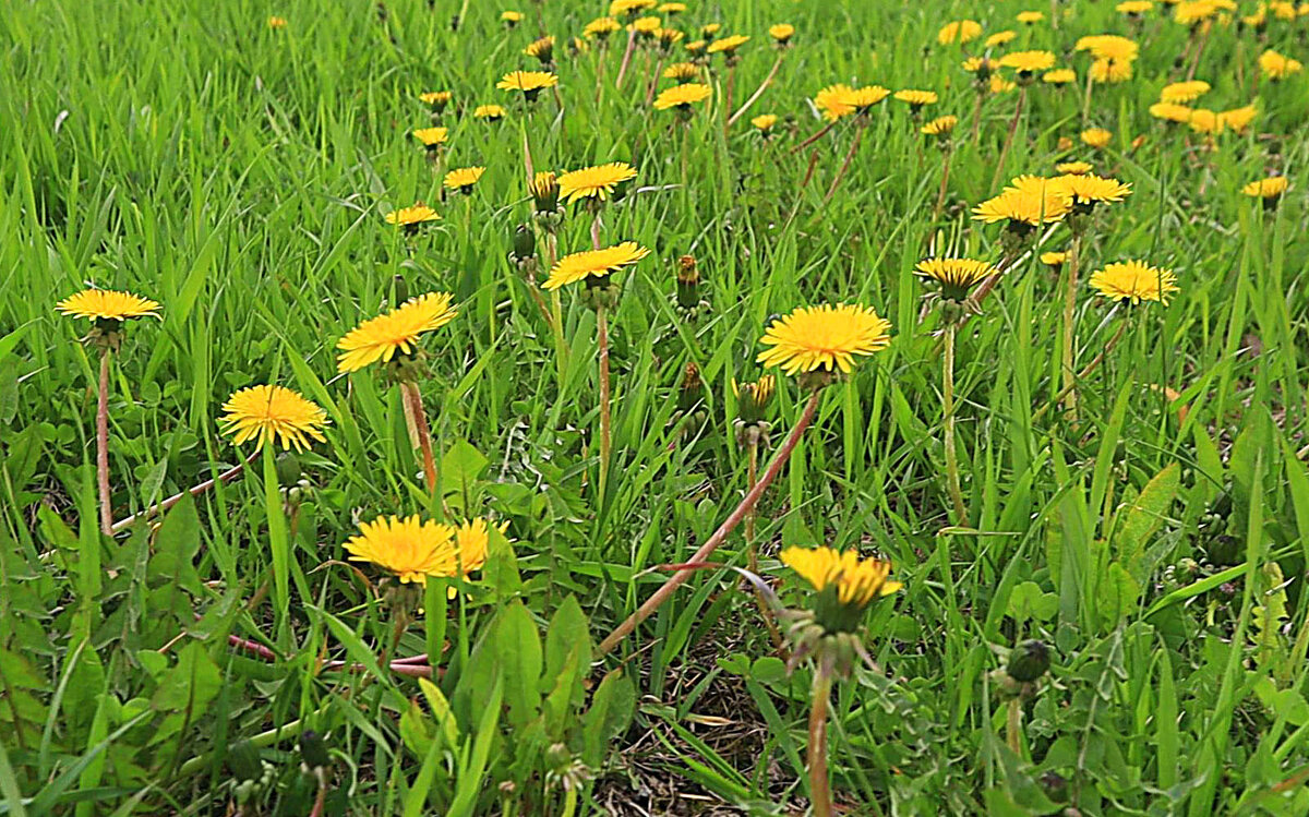 Май...Зацвели одуванчики! - Владимир 